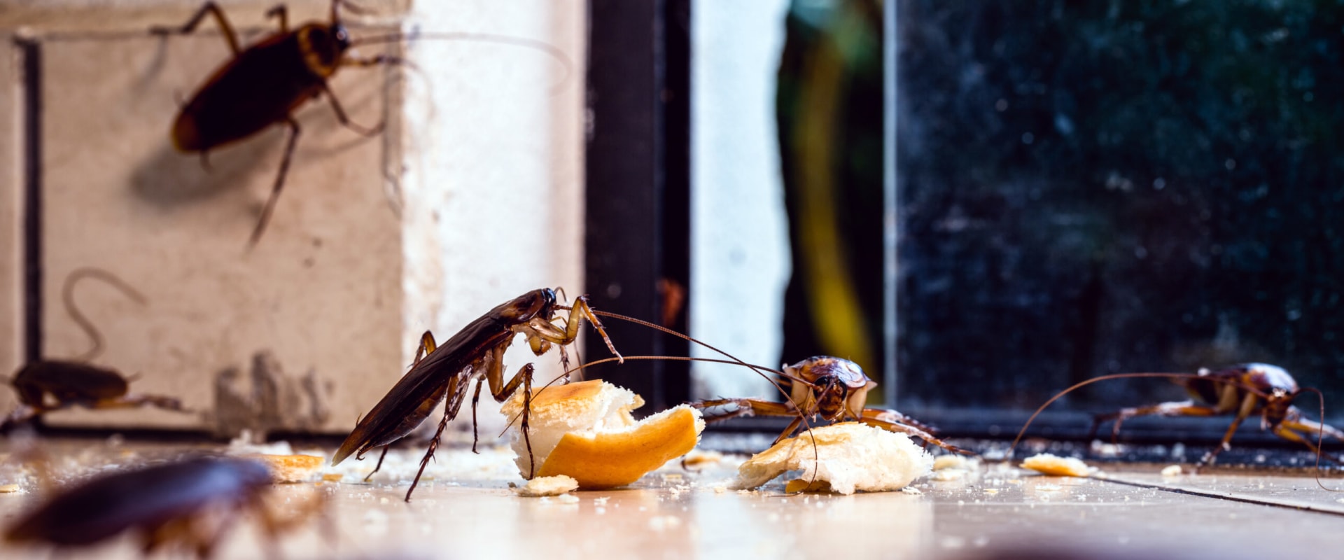 The Critical Importance Of Cockroach Pest Control Service For Home Appraisal In Las Vegas