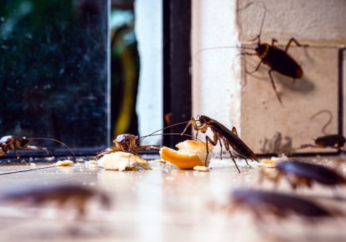 The Critical Importance Of Cockroach Pest Control Service For Home Appraisal In Las Vegas