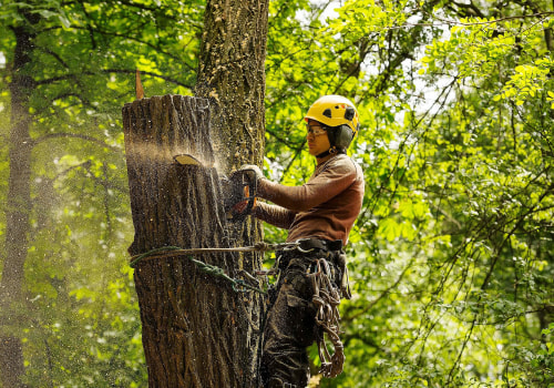 Preparing For A Home Appraisal? Why Professional Tree Cutting Services In Portland Are A Must